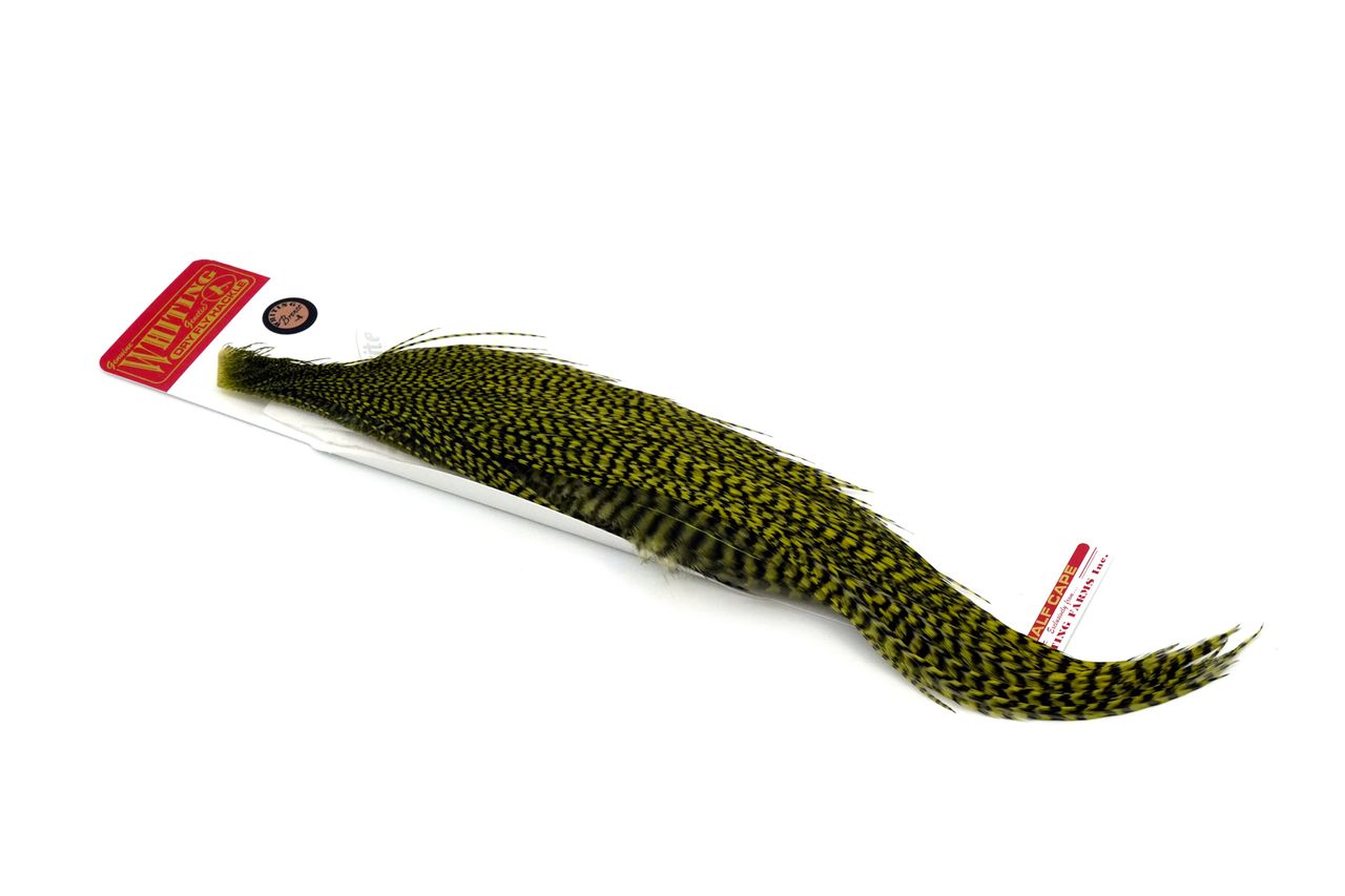 WHITING BRONZE 1/2 CAPE