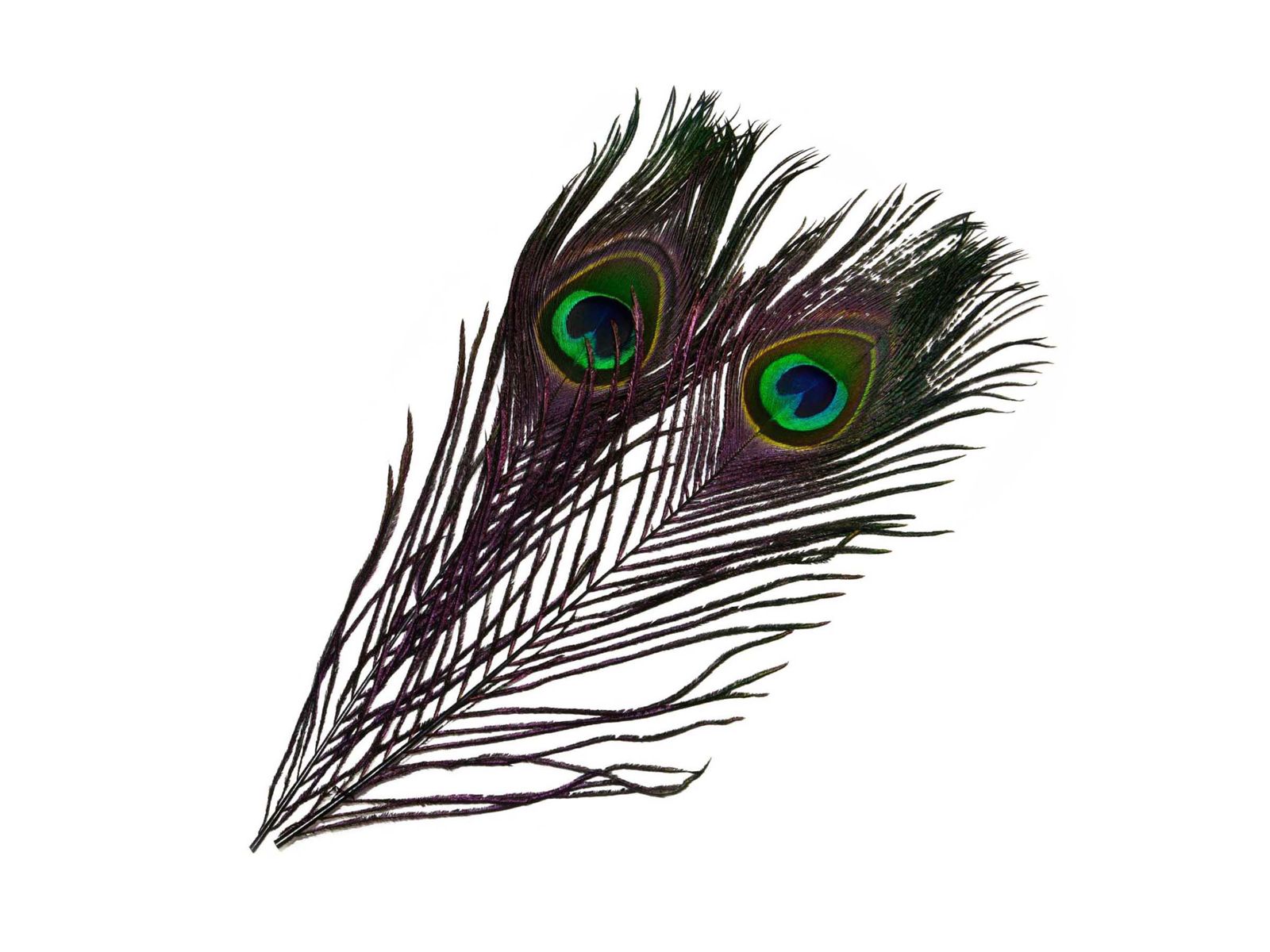 Frodin Flies SNS Peacock Eye Feathers