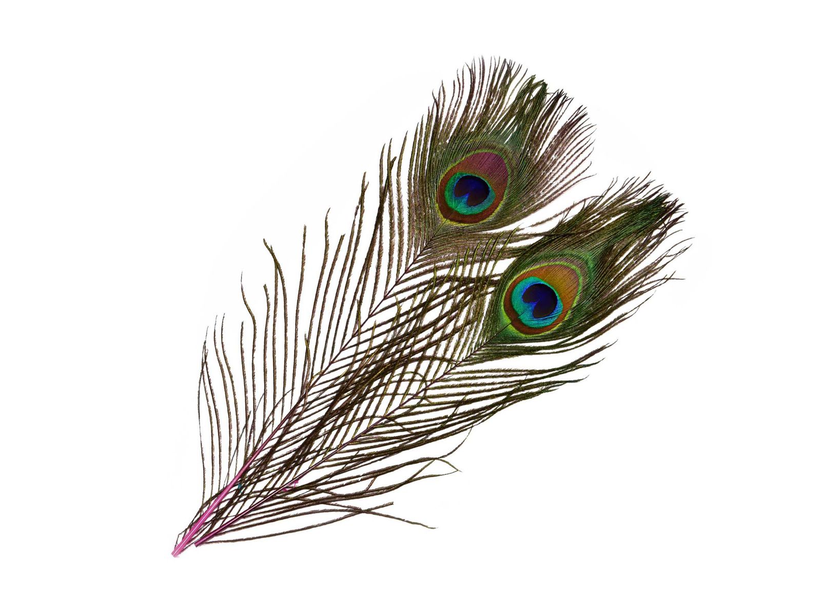 Frodin Flies SNS Peacock Eye Feathers